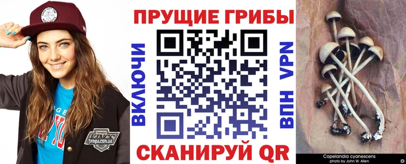Купить закладки  Качканар  Псилоцибиновые грибы MAGIC MUSHROOMS 